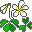 flores-205.jpg