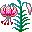 flores-217.jpg