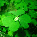 hojas-032.gif