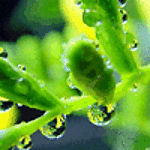 hojas-038.gif