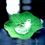 hojas-039.gif