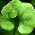 hojas-040.gif