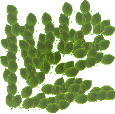 hojas-043.png