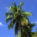 palmeras-028.jpg