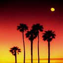 palmeras-030.jpg