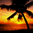palmeras-031.jpg