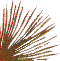 plantas-012.png