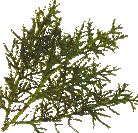 plantas-016.png