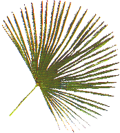 plantas-024.png