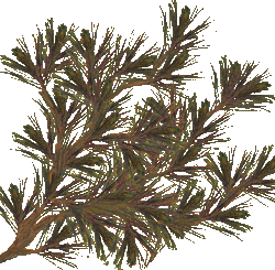 plantas-026.png