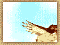 pokemon-035.gif