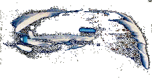 startrek-naves-143.gif