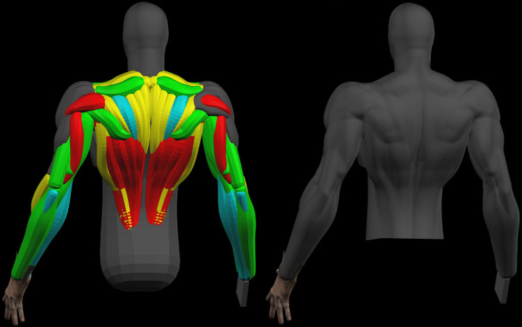 musculos-025.jpg