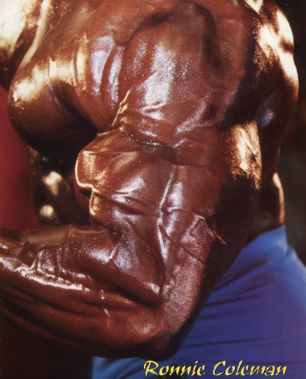 musculos-061.jpg