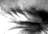 ojos-132.gif