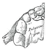 huesos-anatomia-para-artistas-001.gif