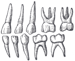 huesos-anatomia-para-artistas-002.gif