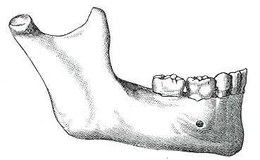 huesos-anatomia-para-artistas-003.gif