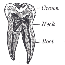 huesos-anatomia-para-artistas-004.gif