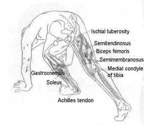 huesos-anatomia-para-artistas-005.jpg
