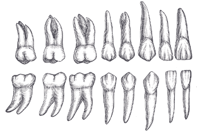 huesos-anatomia-para-artistas-006.gif