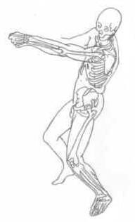 huesos-anatomia-para-artistas-008.jpg