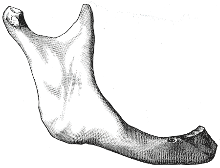 huesos-anatomia-para-artistas-010.gif