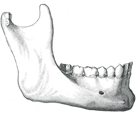 huesos-anatomia-para-artistas-015.gif