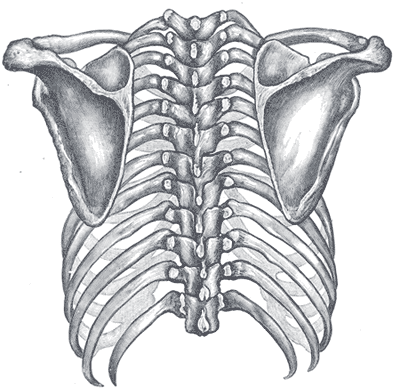 huesos-anatomia-para-artistas-018.gif