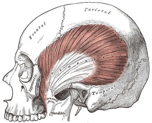 huesos-anatomia-para-artistas-019.gif