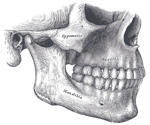 huesos-anatomia-para-artistas-020.gif