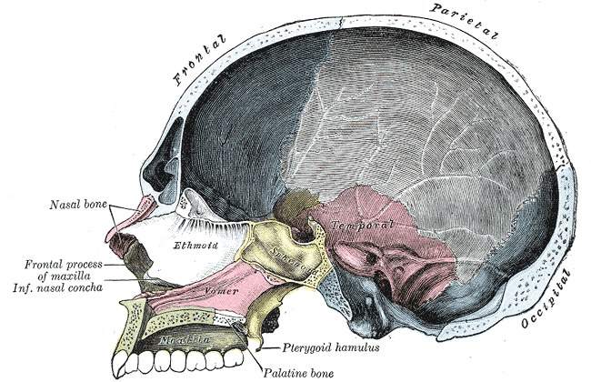 huesos-anatomia-para-artistas-021.gif