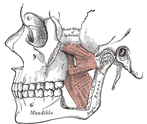 huesos-anatomia-para-artistas-022.gif