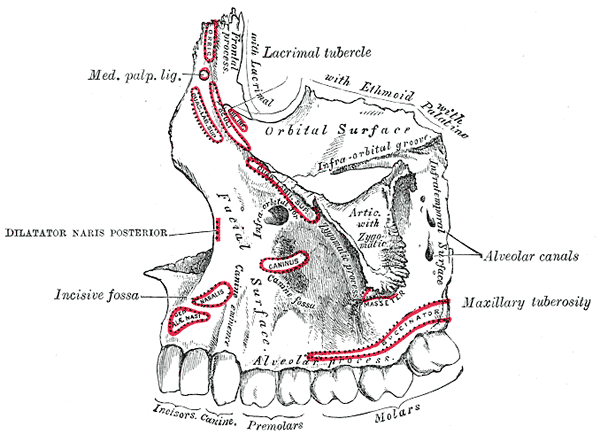 huesos-anatomia-para-artistas-024.gif