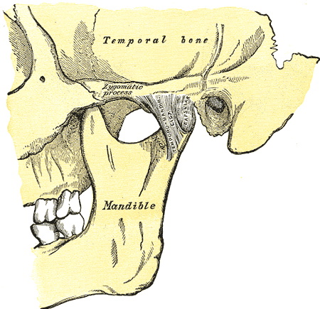 huesos-anatomia-para-artistas-025.gif