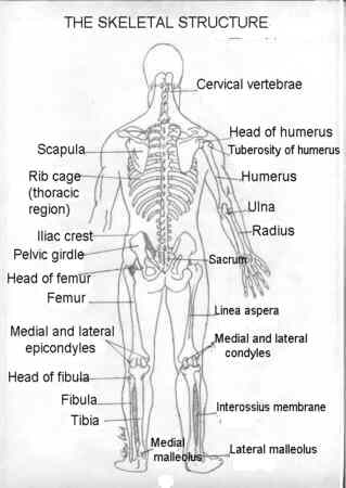 huesos-anatomia-para-artistas-027.jpg