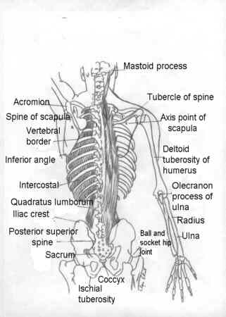 huesos-anatomia-para-artistas-028.jpg