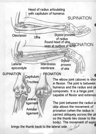 huesos-anatomia-para-artistas-029.jpg