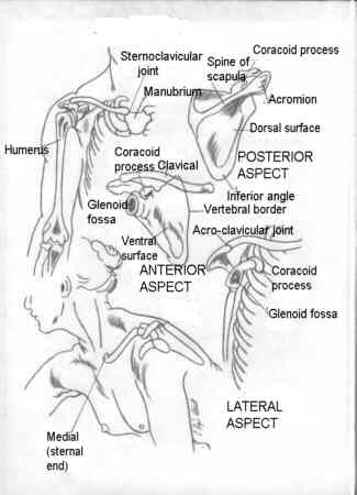 huesos-anatomia-para-artistas-030.jpg