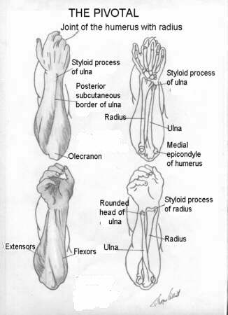 huesos-anatomia-para-artistas-031.jpg