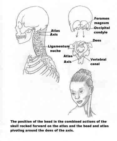 huesos-anatomia-para-artistas-033.jpg