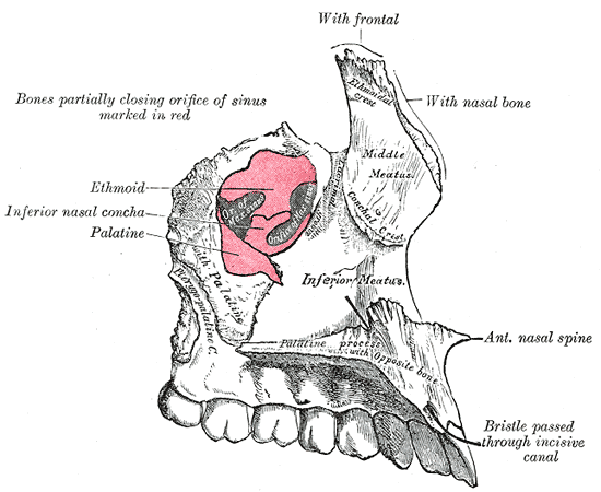 huesos-anatomia-para-artistas-035.gif
