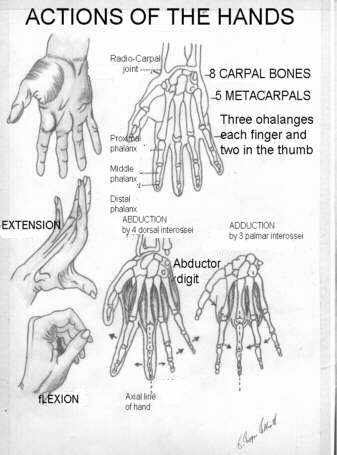 huesos-anatomia-para-artistas-036.jpg