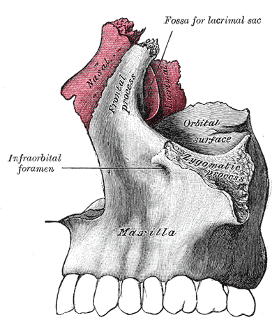 huesos-anatomia-para-artistas-037.gif
