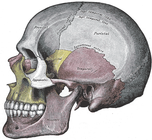 huesos-anatomia-para-artistas-038.gif