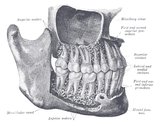huesos-anatomia-para-artistas-039.gif