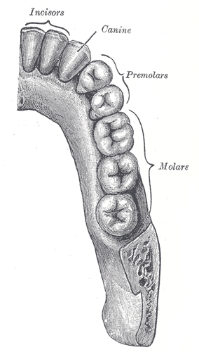huesos-anatomia-para-artistas-040.gif