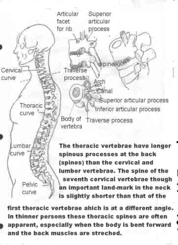huesos-anatomia-para-artistas-041.jpg