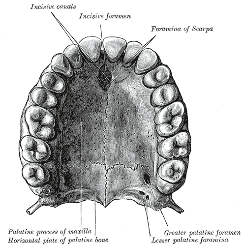 huesos-anatomia-para-artistas-042.gif