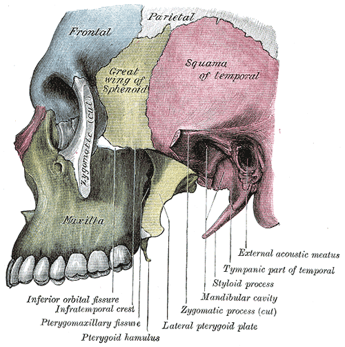 huesos-anatomia-para-artistas-043.gif